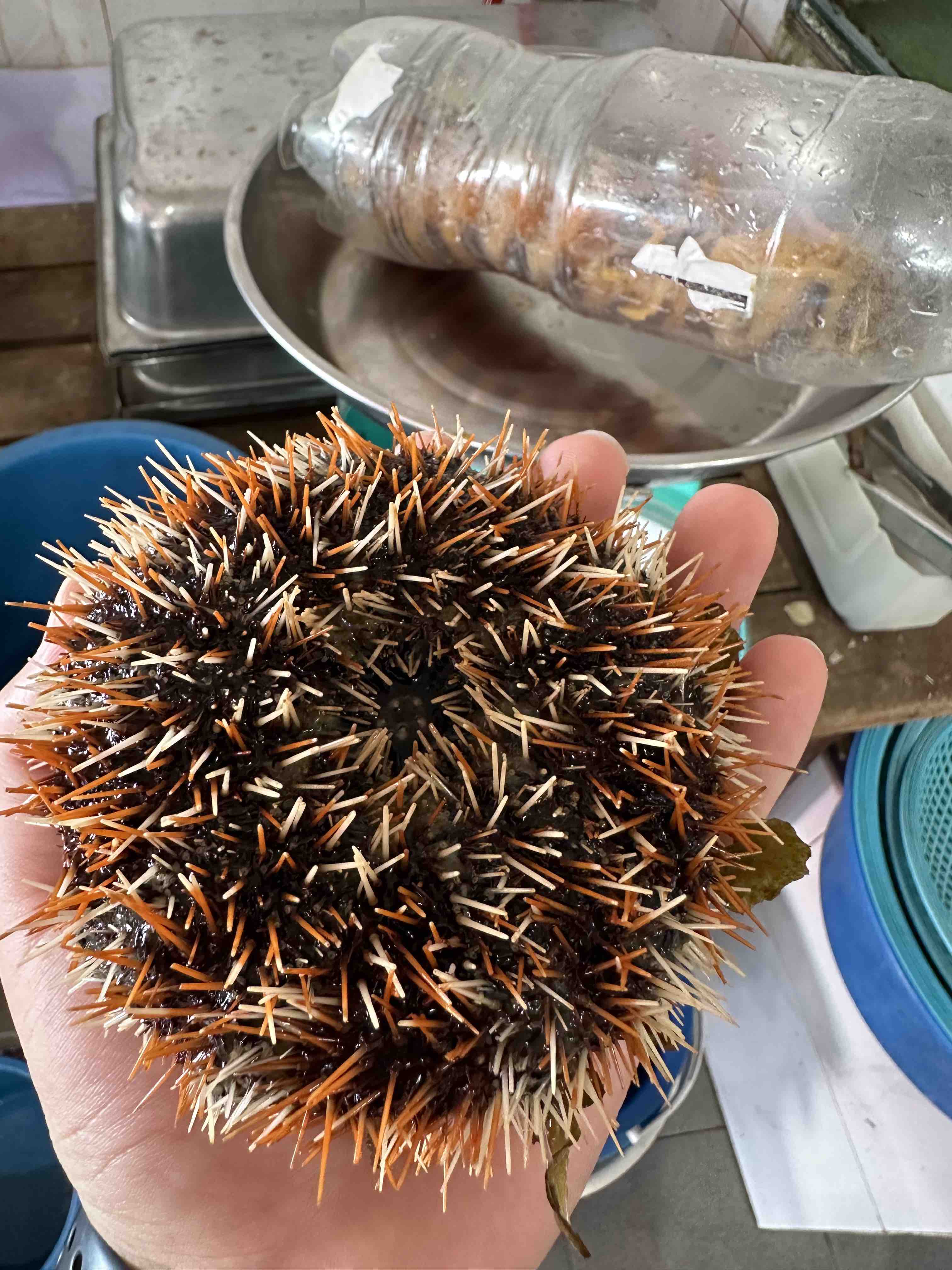 活的海胆，刺还可以动