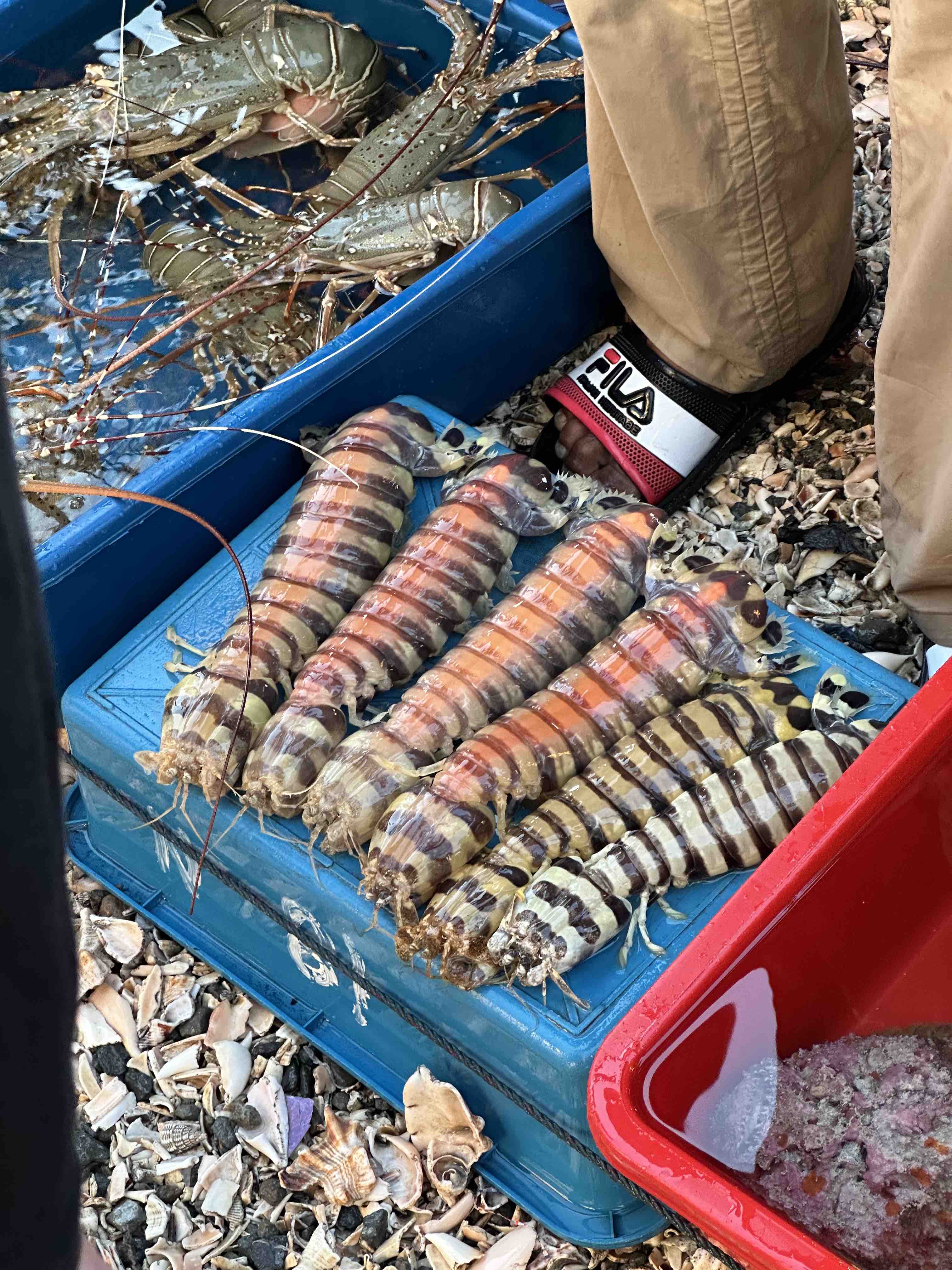 半臂长的带膏皮皮虾